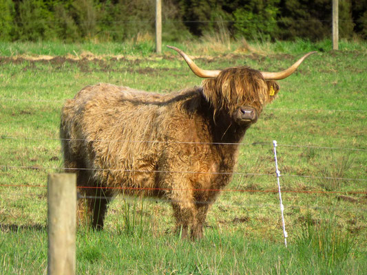 Schottische Hochlandrinder  -- Highland cattle
