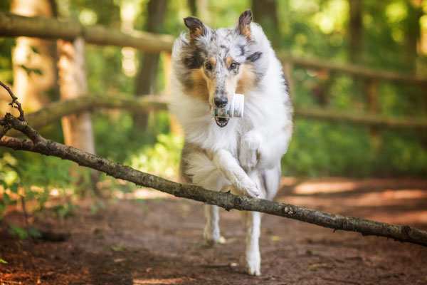 Unsere Erfahrung WolfsConcept für den Wolf in Ihrem Hund