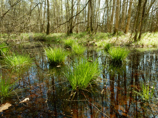 Feuchtgebiet an den Eselweihern (Foto: Christian Stierstorfer)