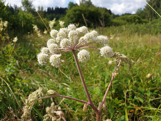 Engelwurz (Foto: Götte)