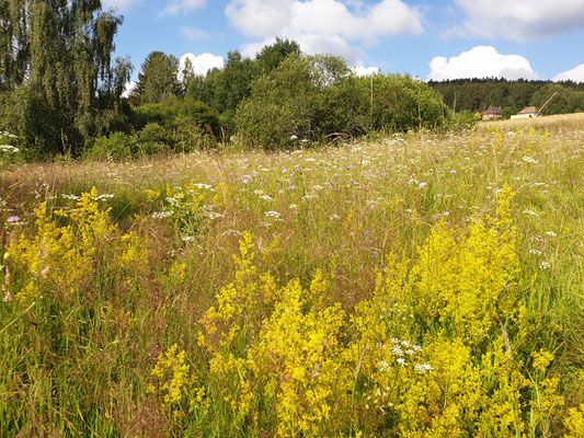 Blumenwiese im Lindauer Quellmoor (Foto: Götte)