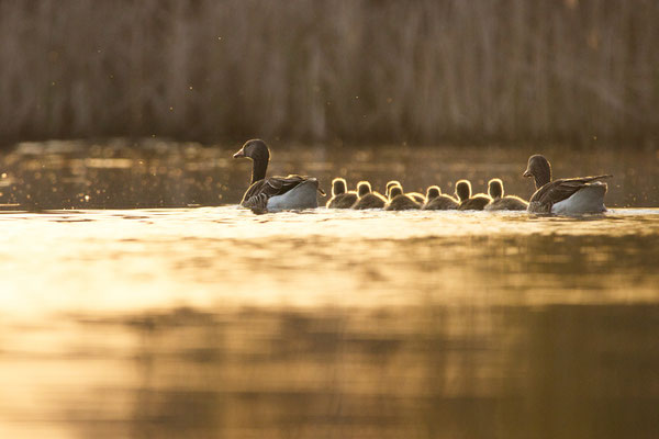 Graugansfamilie im Abendlicht (Foto: Michael Nowak)