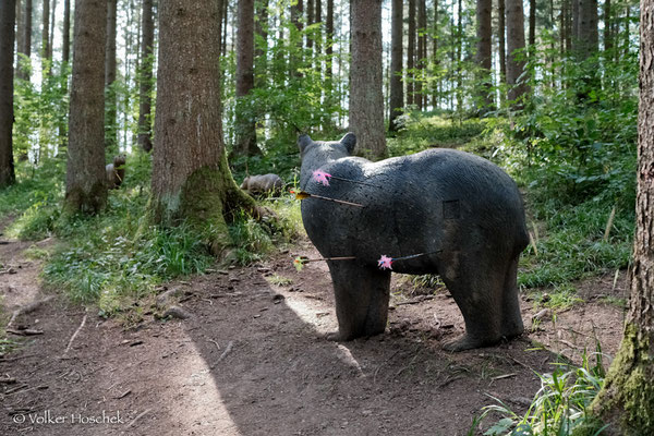 Ein Schwarzbär auf dem Bogenparcours Gamshorn-Trail.