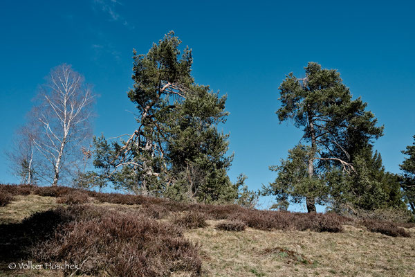 Magerwiese mit Wacholderheide im nördlichen Wental