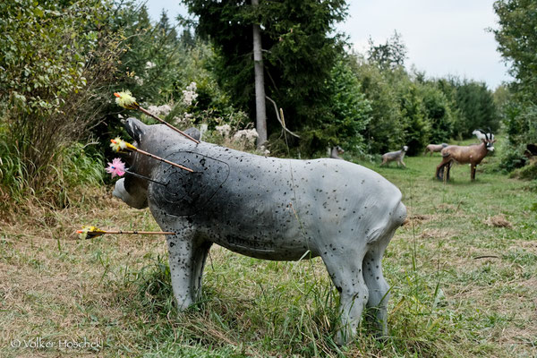 Warzenschwein auf der Hochwald Tour des Waldläufer Bogenparcour
