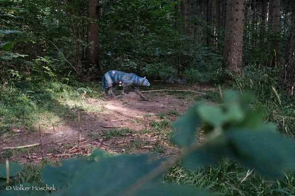 Ein Pandora-Panther auf dem Bogenparcours Gamshorn-Trail.