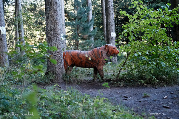 Ein Tiger lauert im Wald auf dem Bogenparcours Dinosaurier-Park.