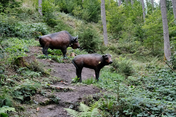 Bisons auf dem Bogenparcours Forbach.