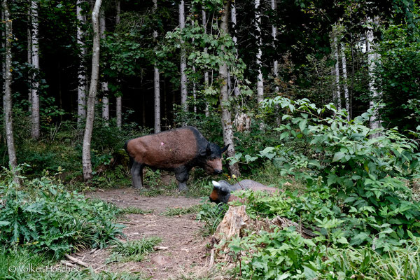 Bison auf der Hochwald Tour des Waldläufer Bogenparcour