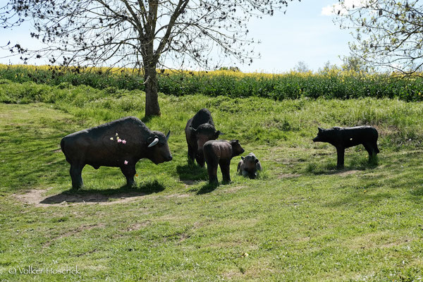 Bisonherde und lauernder Wolf auf dem Ox-Bow Bogenparcours