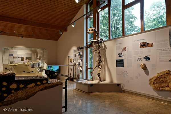 Höhlenkundliches Museum mit Skelett eines Höhlenbären in der Laichinger Tiefenhöhle.