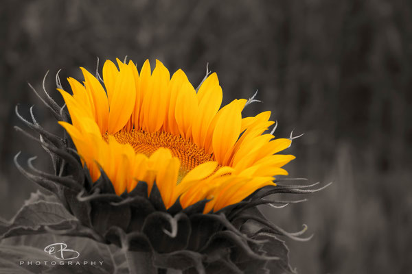 Sunflower - Sonennblume im Abendsonne - Unterwegs