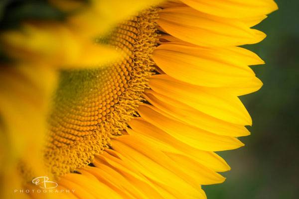 Sunny - Sonnenblume Datailaufnahme - Unterwegs