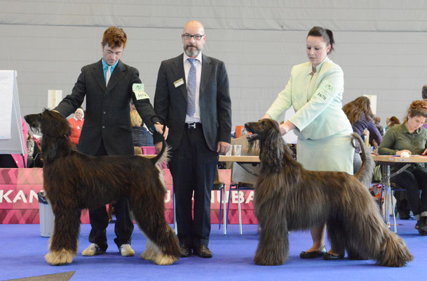 Rüden_CACIB_Way Up Casino Royal_ResCACIB_Golddragon Mr Ralphito