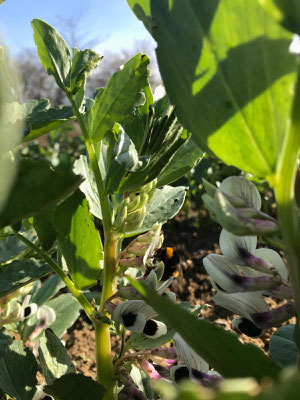 le bourdon fait son travail de pollinisation sur les fèves...