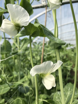 Les petits pois en fleur !