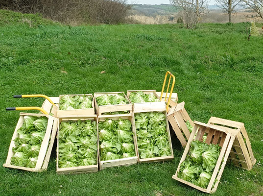 Les salades profitent de la vue !