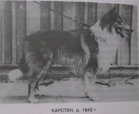 Карстен, р.1945 в Германии от английских собак