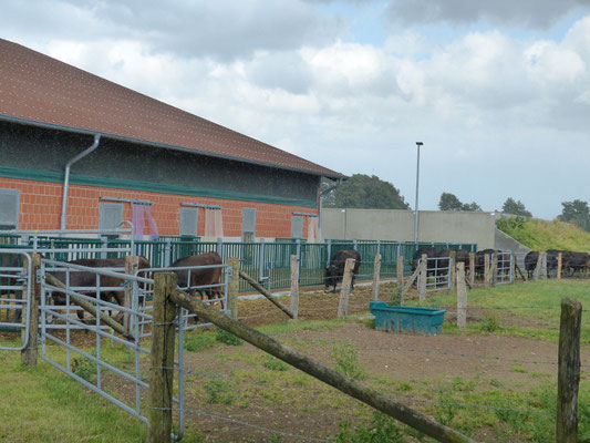 Bordesholmer LandFrauen besuchen den Wagyu-Hof in Negenharrie, Juli 2021