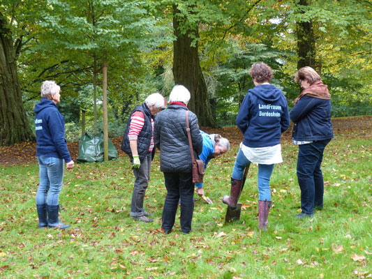 Bordesholmer LandFrauen, Krokusse pflanzen im Oktober 2021