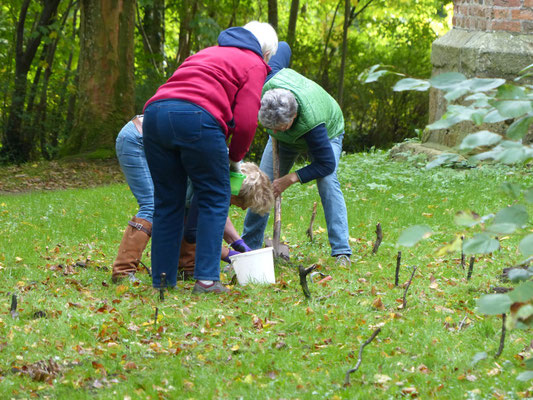 Bordesholmer LandFrauen, Krokusse pflanzen im Oktober 2021