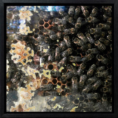 Michael Koch: Dilemma, 2010, C-Print ,Diasec, gerahmt/Schattenfuge, from: arena