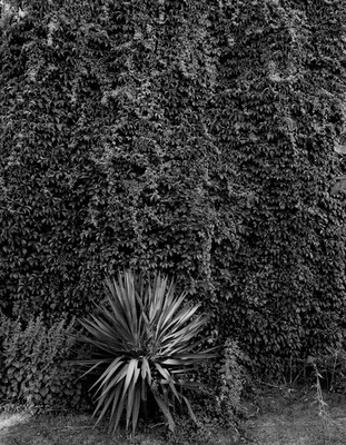 Michael Koch: silent garden 2019, Lambdaprint Diasec