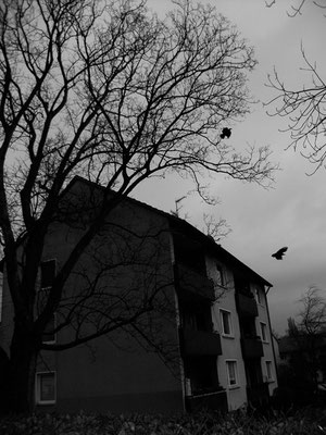 Michael Koch: Dorf (Krähen) 2014, C-Print