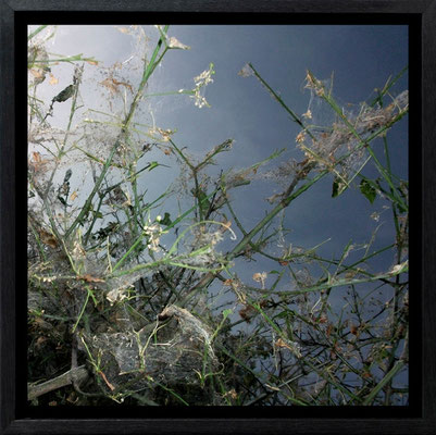 Michael Koch: Elysion 1, 2011, C-Print, Diasec, gerahmt/Schattenfuge, from: Elysion