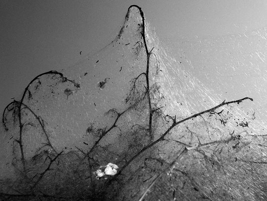 Michael Koch: Parasit, 2012, C-Print, Diasec