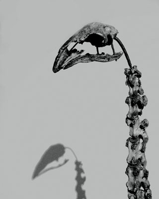 Michael Koch: Ostrich, 2017, Lambdaprint, Diasec
