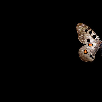 Michael Koch: Apollo, 2012, C-Print, Diasec