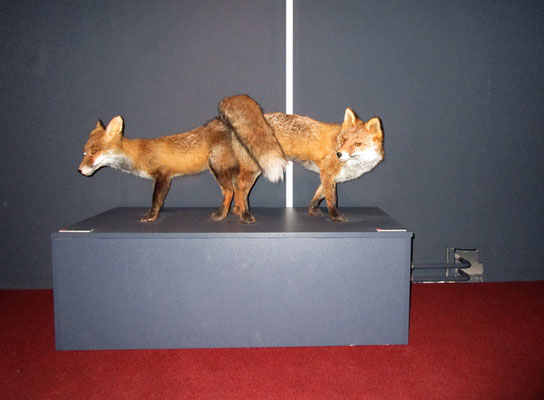 Michael Koch: foxy, 2017, Lambdaprint, Diasec