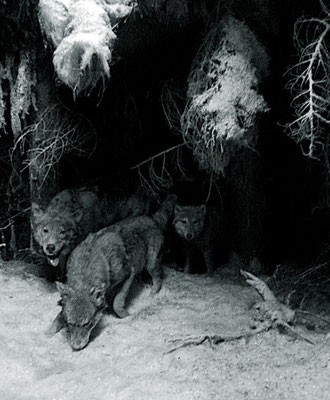 Michael Koch: Vision III (Wölfe), 2014, C-Print, Diasec