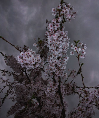 Michael Koch: cherry blossoms, 2017, Lambdaprint, Diasec