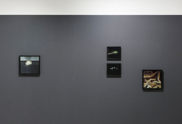 forever more, 2009, solo exhibition, Galerie Voss, Düsseldorf