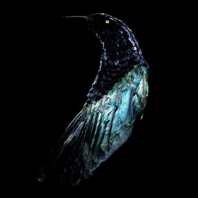 Michael Koch: Applique, 2012, C-Print, Diasec
