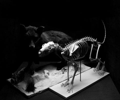 Michael Koch: two foxes, 2015, C-Print, Diasec