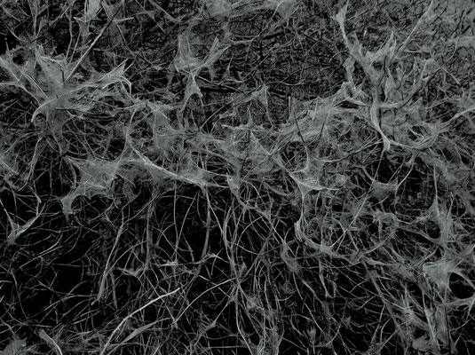 Michael Koch: post mortem, 2013, C-Print, Diasec