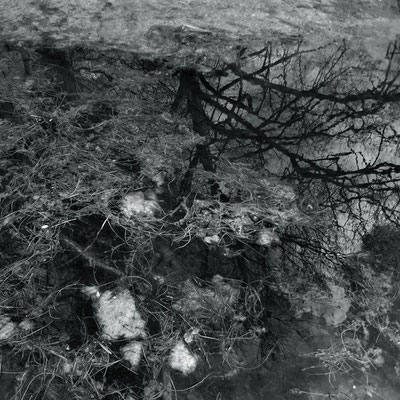 Michael Koch: Dyck II, 2014, C-Print , Diasec