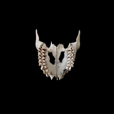Michael Koch: Valeur IV, 2014, C-Print, Diasec