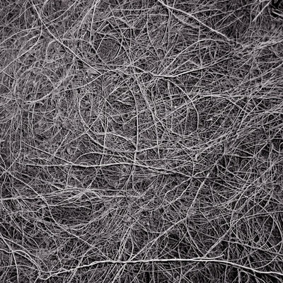 Michael Koch: Nid, 2013, C-Print, Diasec