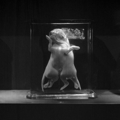 Michael Koch: the last dance, 2016, Lambdaprint, Diasec