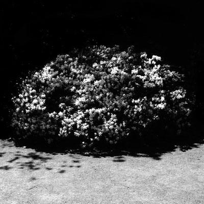 Michael Koch: white blossoms, 2015, C-Print, Diasec