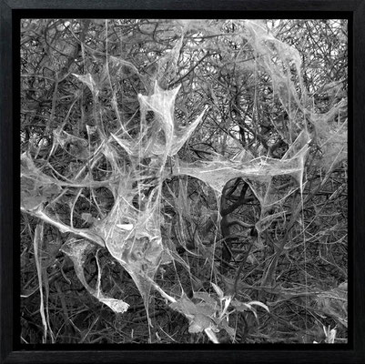 Michael Koch: Omen, 2010, C-Print, Diasec, gerahmt/Schattenfuge, from: arena