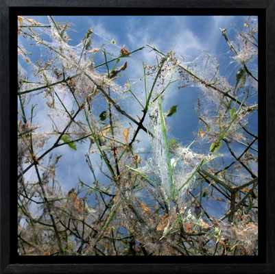 Michael Koch: Elysion 2, 2011, C-Print, Diasec, gerahmt/Schattenfuge, from: Elysion