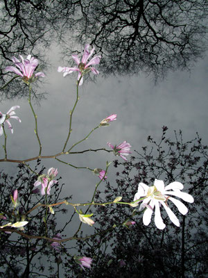 Michael Koch: blossom, 2018, C-Print, Diasec