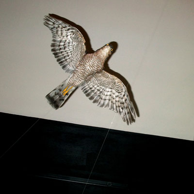 Michael Koch: Flug, 2015, Fine Art Print, Diasec