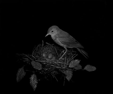 Michael Koch: parental care, 2015, C-Print, Diasec