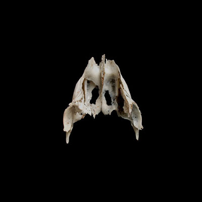 Michael Koch: Valeur V, 2014, C-Print, Diasec